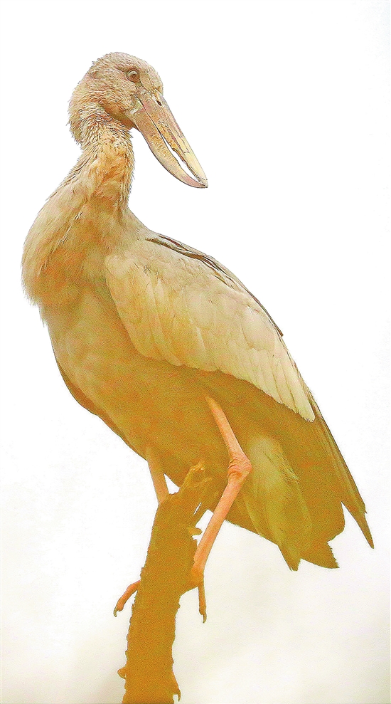 2020032303_res19_attpic_brief 2020032303_res19_attpic_brief