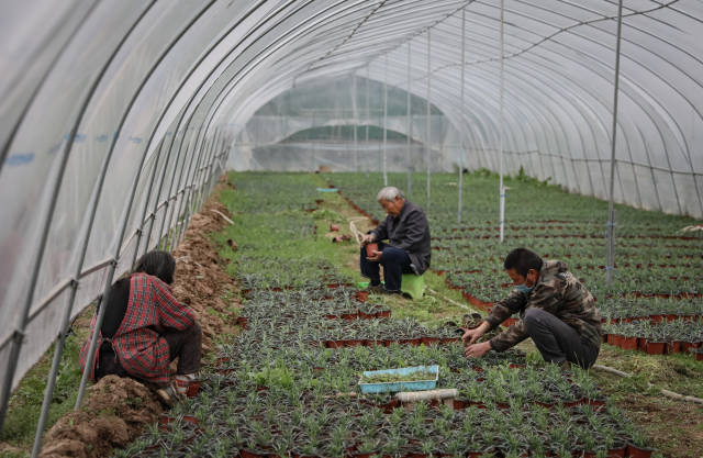一家人温室大棚内劳作。