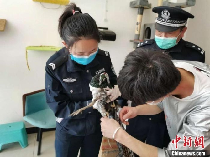 图为森林公安救助受伤野生动物。 云南省森林公安局供图 摄 图为森林公安救助受伤野生动物。 云南省森林公安局供图 摄