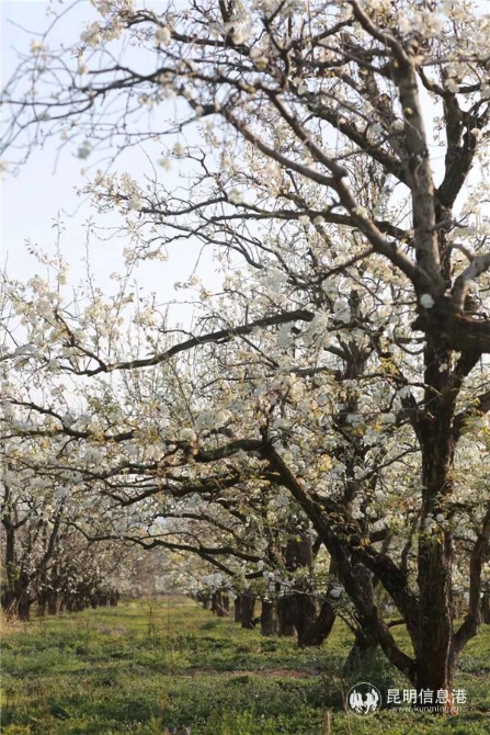 微信图片_20200329122634