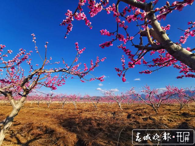 芬菲烂漫 丽江拉市雪桃花开成海.jpg