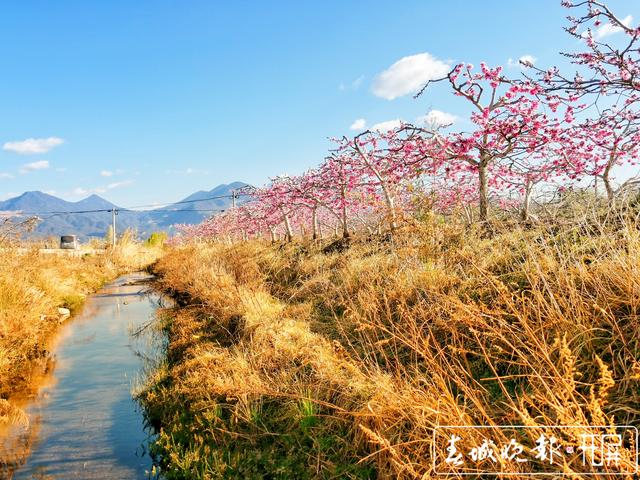 芬菲烂漫 丽江拉市雪桃花开成海 (4).jpg