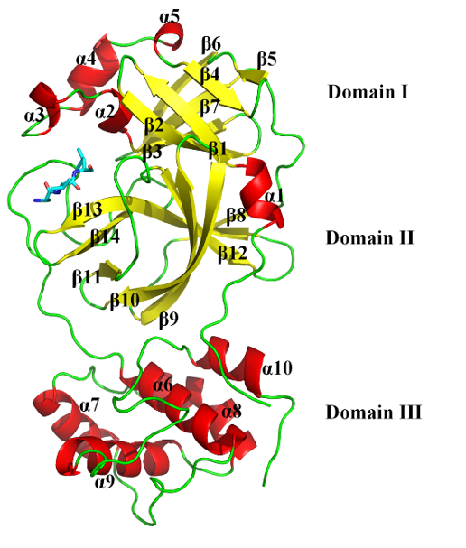 大理大学结构生物信息学创新团队科研攻关助力抗击新冠疫情