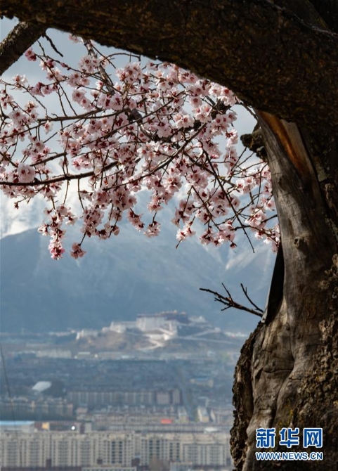 (春季美丽生态)(2)西藏:山寺桃花开