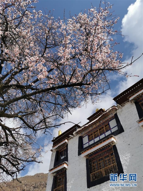(春季美丽生态)(6)西藏:山寺桃花开