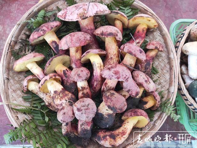 云南野生牛肝菌上市 价格200到700元/公斤