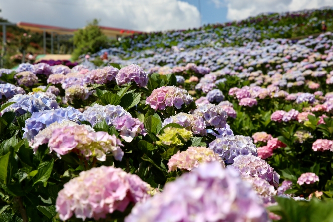 微信图片_202004081602372 微信图片_202004081602372