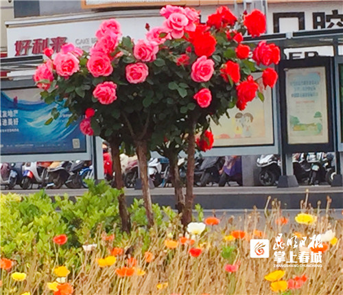 昆明街头上万株高秆月季热情绽放2.jpg