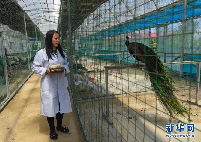 (新华全媒头条·图文互动)(14)内蒙古贫困旗县全部“摘帽”