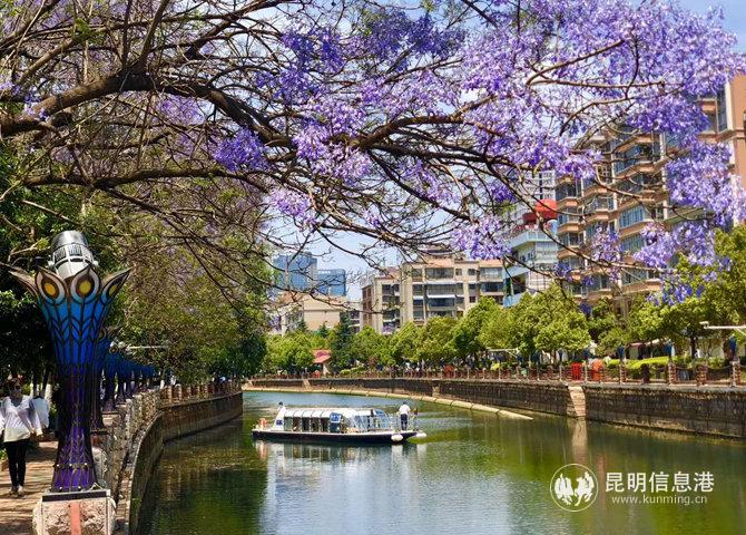 盘龙江两岸的蓝花楹已经盛开