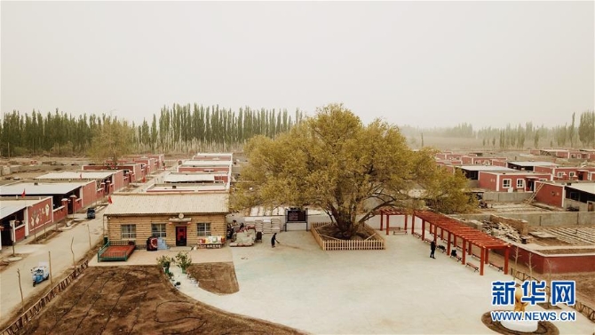 （决战决胜脱贫攻坚·图文互动）（1）记者手记：塔里木盆地的“感恩树”