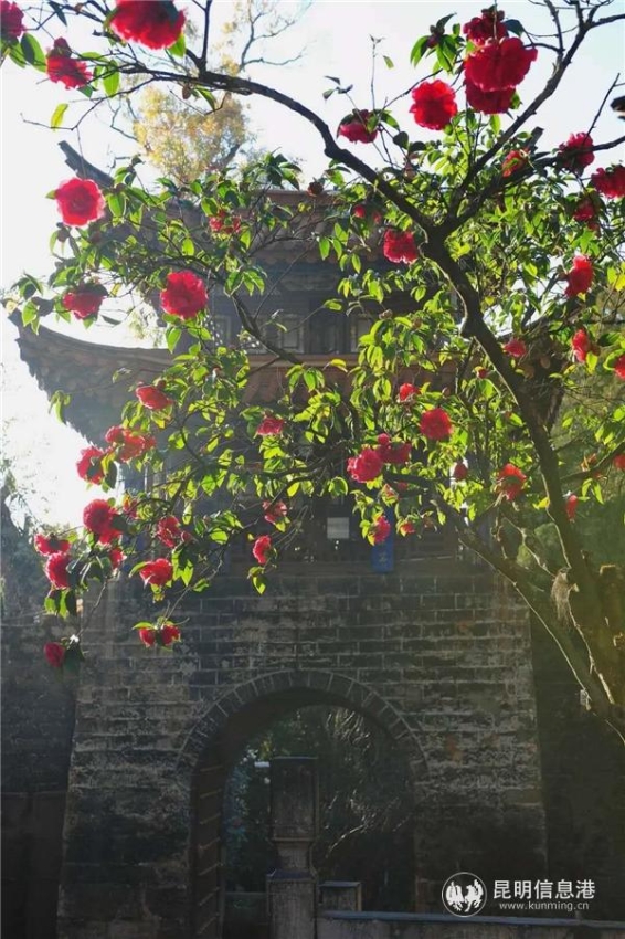 生长在金殿铜殿前的云南古山茶树，被民间誉为“殿前红”的九心十八瓣品种。