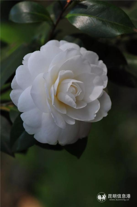 图说：此白色品种为‘白雪塔’。