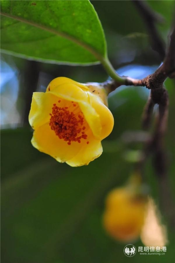 图说：此黄色品种为‘金花茶’。