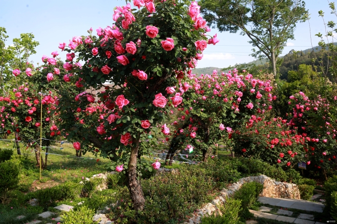 482791_670x670.jpg?1588154186695