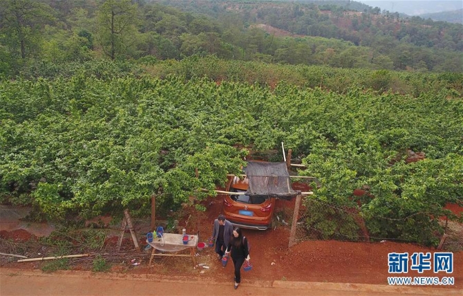 (经济)(2)云南富民:樱桃丰产 农民增收