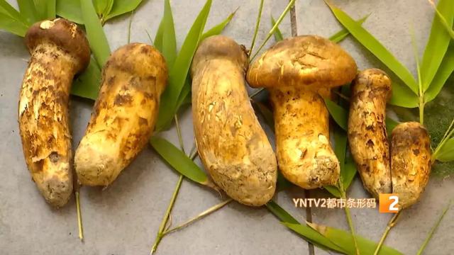 松茸多少钱一斤是真的 503589_670x670.jpeg