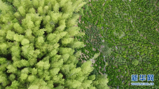 （新华全媒头条·图文互动）（8）问“江”哪得清如许——生态文明建设的“新安江实践”