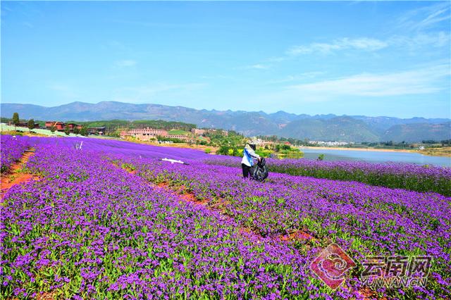 云南弥勒千亩马鞭花开了6.jpg