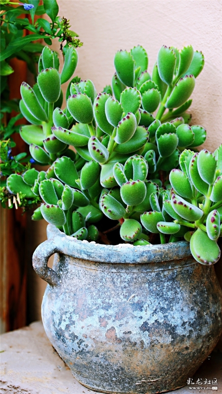 多肉 网友“毛哥”摄（2）