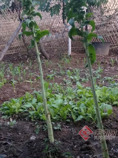 1590629647799819.jpg 1.jpg