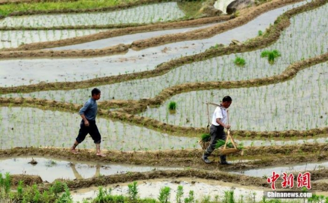 资料图:农历芒种节气将至,江西省横峰县葛源镇石桥村上千亩梯田水满田畴,农民忙着耕田、栽插一季晚稻,田间一派繁忙景象。胡敦煌 摄 资料图:农历芒种节气将至,江西省横峰县葛源镇石桥村上千亩梯田水满田畴,农民忙着耕田、栽插一季晚稻,田间一派繁忙景象。胡敦煌 摄
