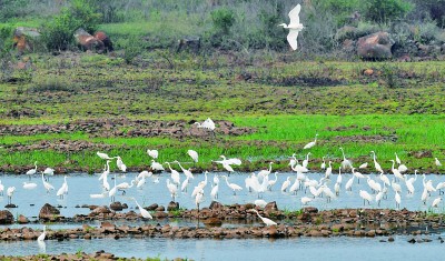 留住“海上森林”，我们可以做得更多
