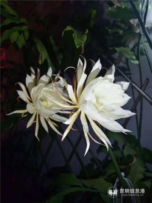 4昙花