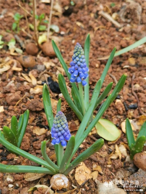 6葡萄风信子