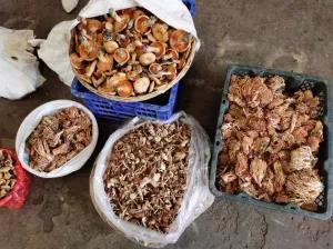 松茸降价十倍 红牛肝菌80元/公斤!昆明20多种野生菌上市 快去“捡相因”