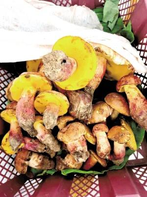松茸降价十倍 红牛肝菌80元/公斤!昆明20多种野生菌上市 快去“捡相因”