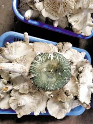松茸降价十倍 红牛肝菌80元/公斤!昆明20多种野生菌上市 快去“捡相因”