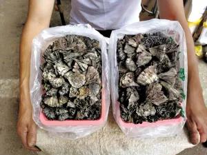 松茸降价十倍 红牛肝菌80元/公斤!昆明20多种野生菌上市 快去“捡相因”