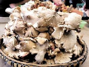 松茸降价十倍 红牛肝菌80元/公斤!昆明20多种野生菌上市 快去“捡相因”