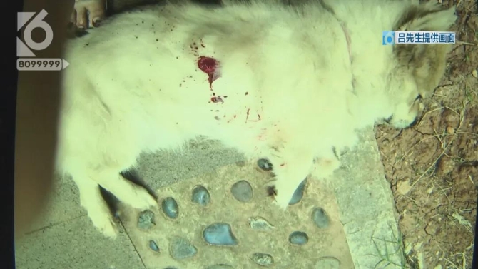 小狗院内莫名身亡    主人怀疑“遭黑枪”