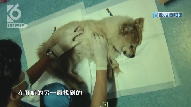 小狗院内莫名身亡    主人怀疑“遭黑枪”