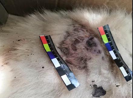 小狗院内莫名身亡    主人怀疑“遭黑枪”