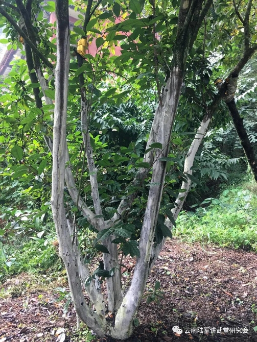 微信图片_20200623204610 微信图片_20200623204610