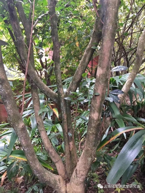 微信图片_20200623204645 微信图片_20200623204645