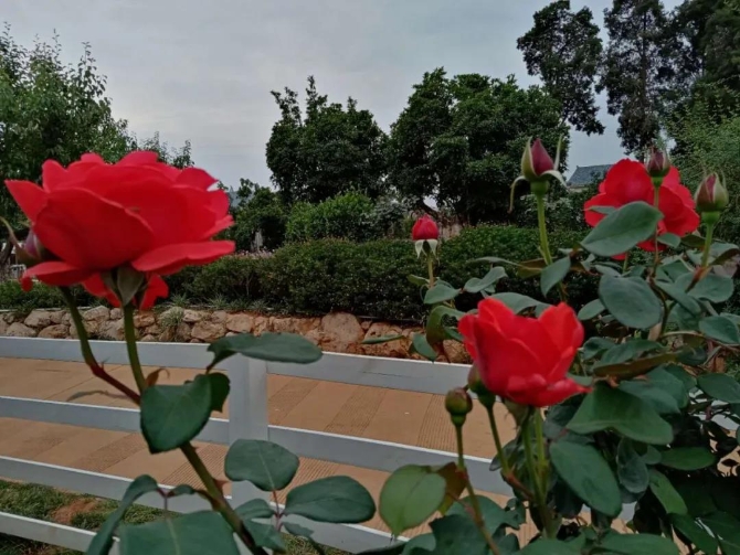 微信图片_20200623211340 微信图片_20200623211340