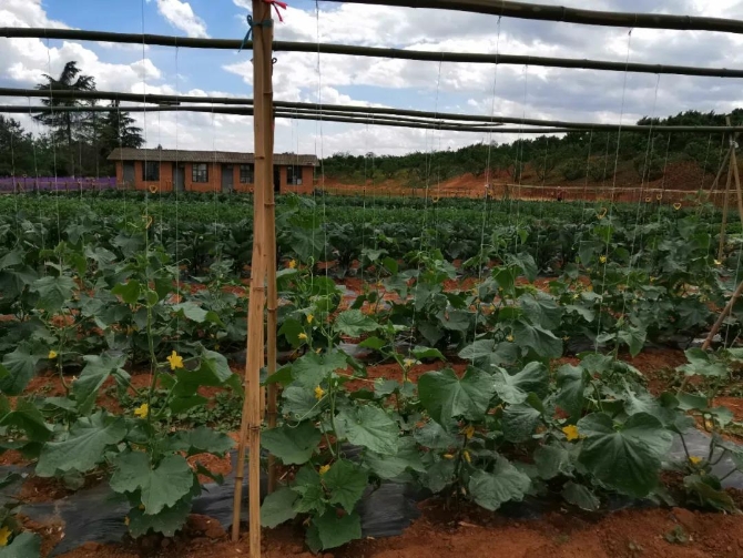 微信图片_20200623211348 微信图片_20200623211348