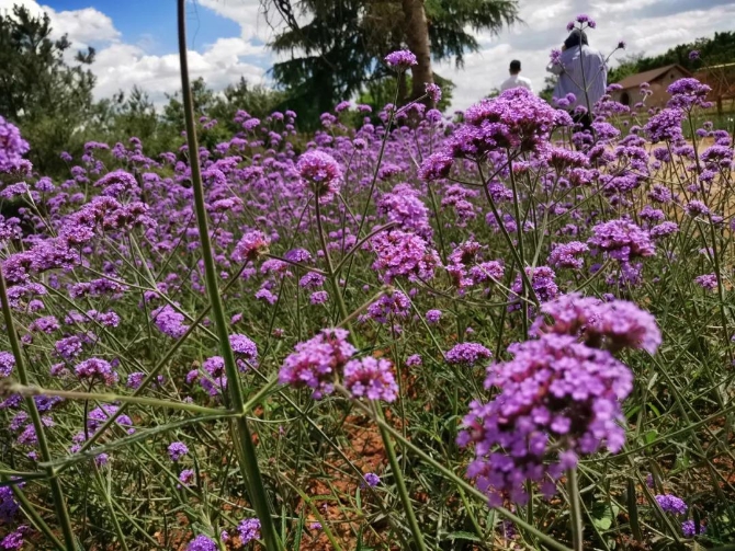 微信图片_20200623211352 微信图片_20200623211352