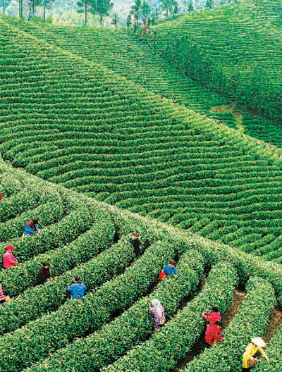 白茶一片 富多方百姓