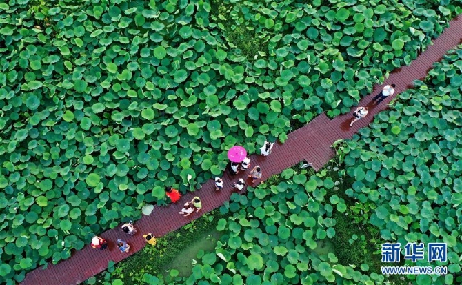 #ï¼ç»æµï¼ï¼4ï¼å¹¿è¥¿æ³å·ï¼ä¸äº©è·å¡è¿å®¢æ¥