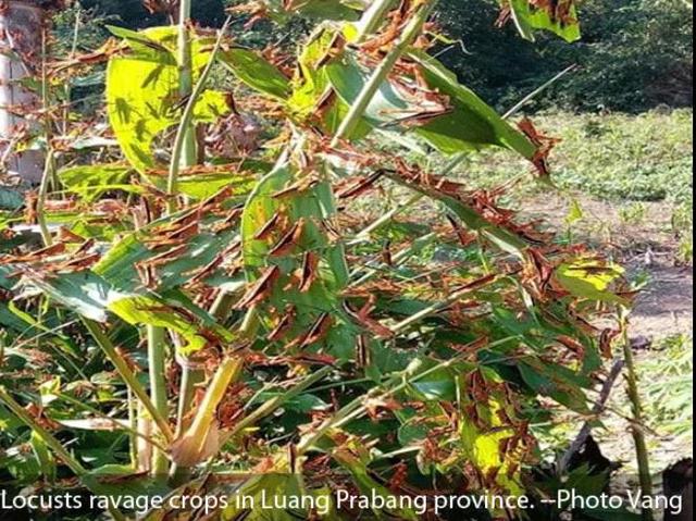 老挝蝗灾已从边境蔓延至普洱1.jpg