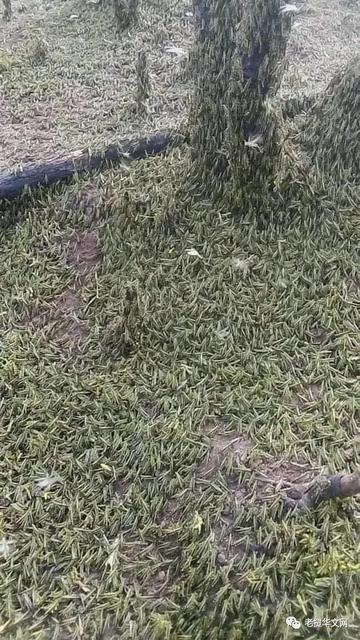 老挝蝗灾已从边境蔓延至普洱2.jpg