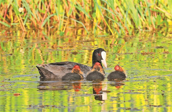 2020071403_res03_attpic_brief