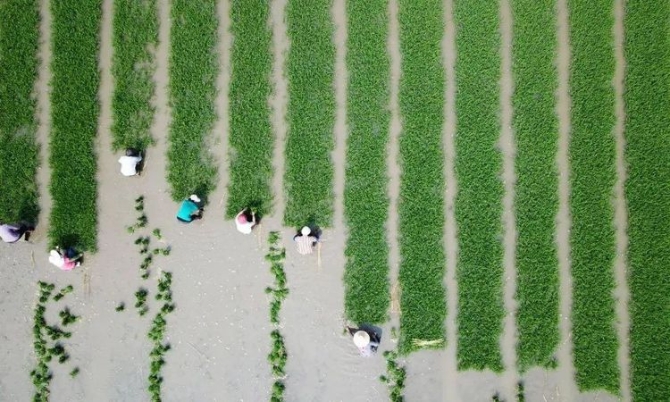 4位农民评上了正高职称,凭啥→