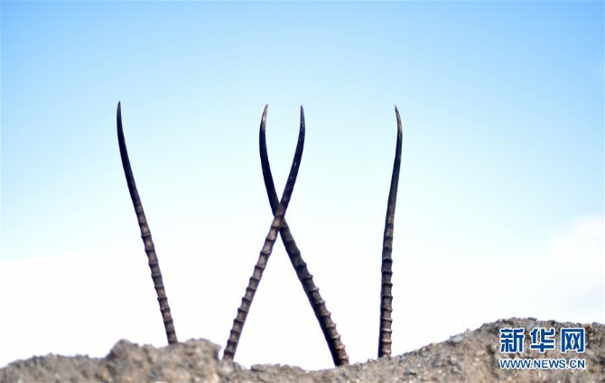 1126268963_15953787932641n (1)