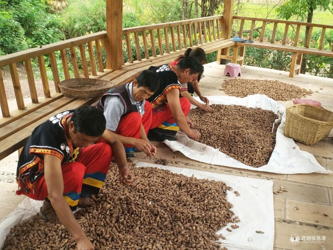 图6-高粱地黑皮花生照片2